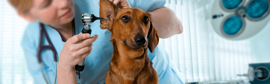 Veterinārija
